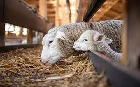 خرید و قیمت روز مکمل دام های پرواری