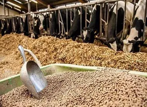 قیمت خرید مکمل گاو های شیری + تست کیفیت