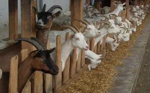 خرید و قیمت روز مکمل دام های پرواری