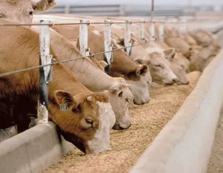 مکمل ویتامین همراه با فسفر 90 درصد دام | قیمت عالی