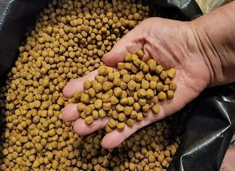 راهنمای خرید خوراک ماهی و آبزیان + قیمت عالی