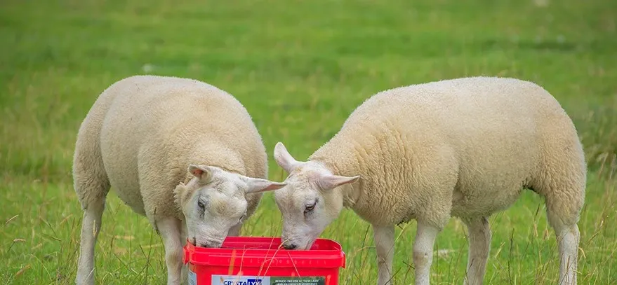 خرید و قیمت روز مکمل دام های پرواری